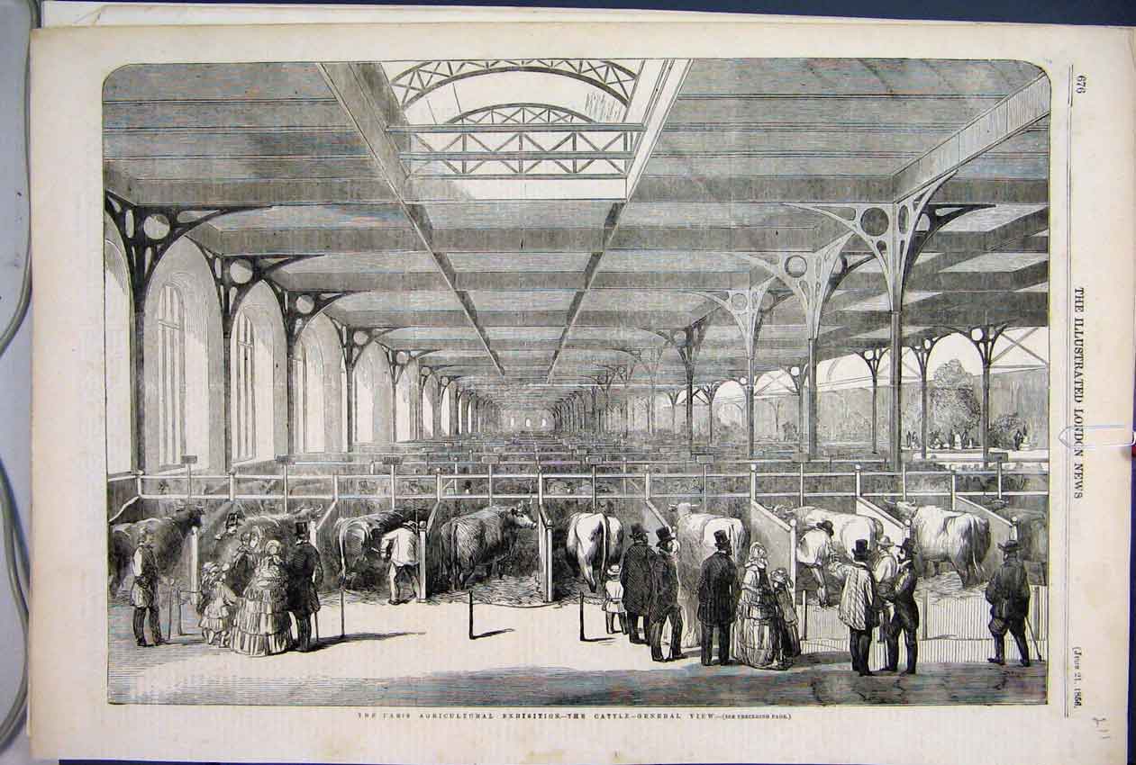 Original Old Antique Print 1856 Paris Agricultural Exhibition Cattle View 19th