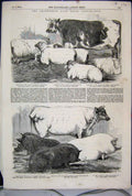 Old Antique Print 1854 Smithfield Prize Cattle Show White Pig Black Sheep 19th