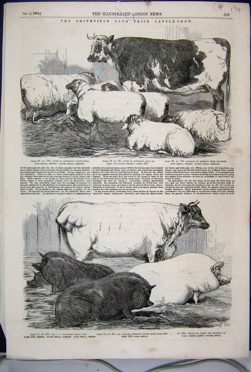 Old Antique Print 1854 Smithfield Prize Cattle Show White Pig Black Sheep 19th