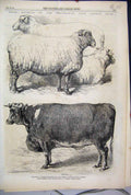 Original Old Antique Print 1866 Prize Animals Smithfield Cattle Show Short Horne