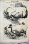 Old Antique Print 1864 Prize Animals Smithfield Cattle Show Pigs Wedders 19th
