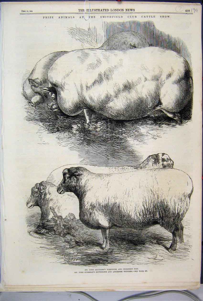 Old Antique Print 1864 Prize Animals Smithfield Cattle Show Pigs Wedders 19th