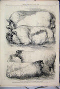 Original Old Antique Print 1865 Prize Animals Smithfield Cattle Show Sheep Pigs