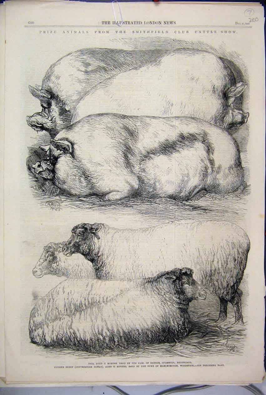 Original Old Antique Print 1865 Prize Animals Smithfield Cattle Show Sheep Pigs