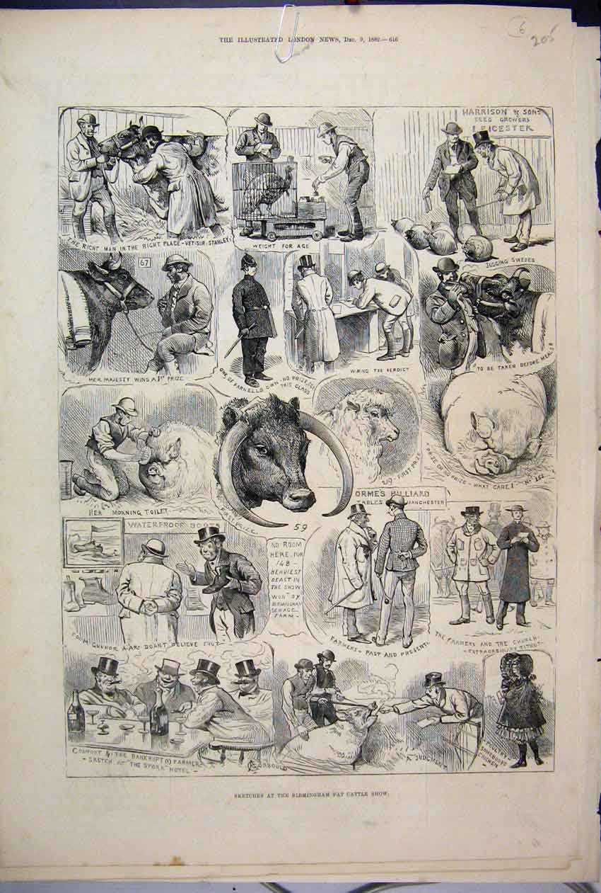 Old Antique Print 1882 Birmingham Fat Cattle Show Farmer Pig Sheep Sketch 19th