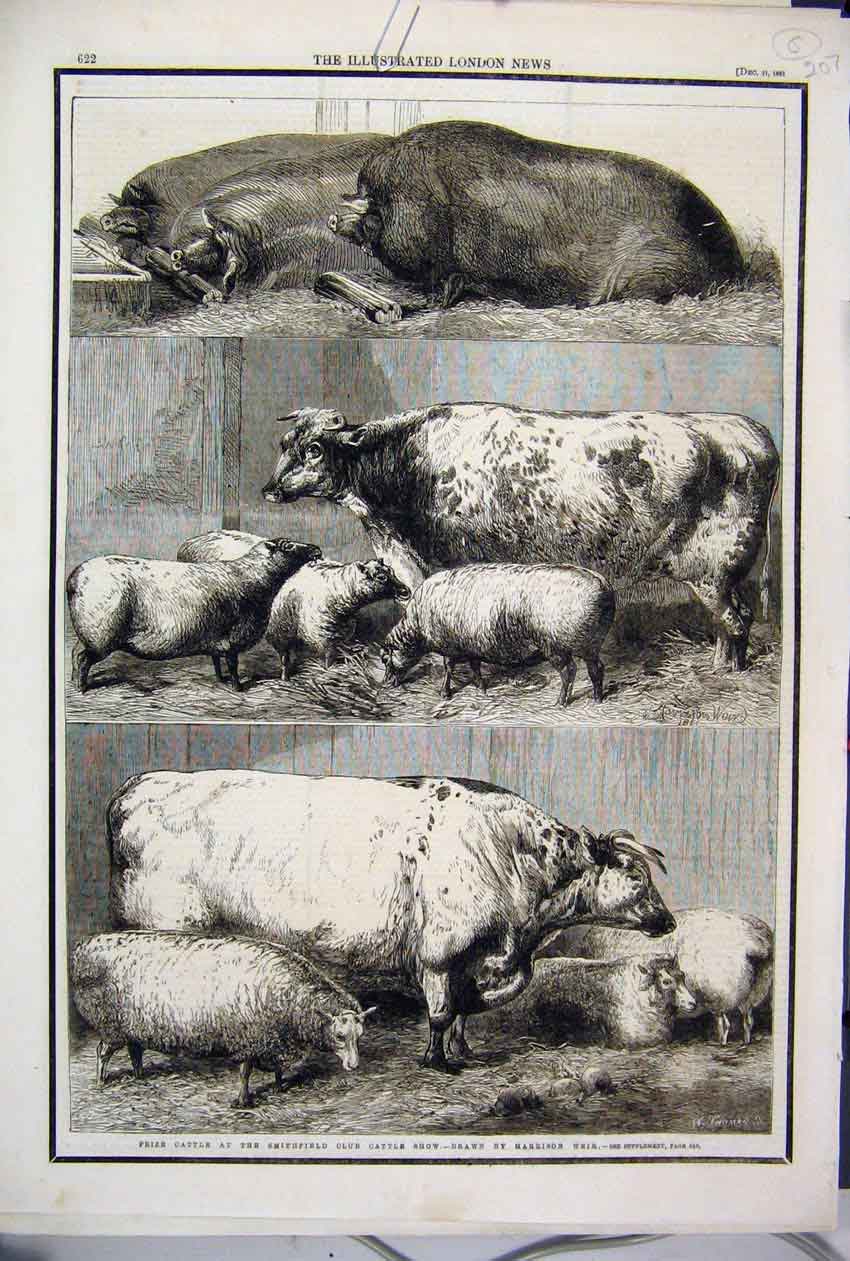Original Old Antique Print 1881 Prize Cattle Smithfield Club Show Sheep Pigs