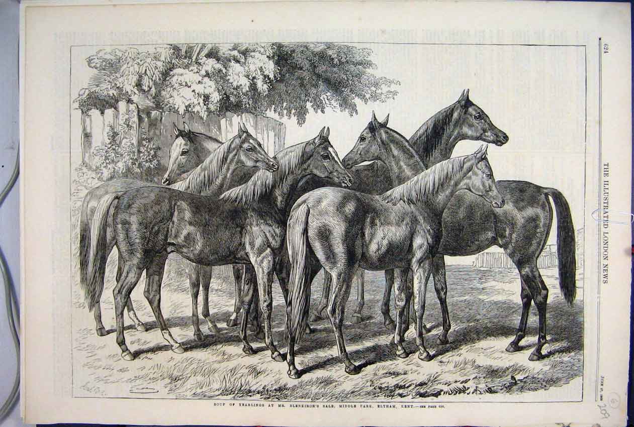 Original Old Antique Print 1868 Roup Yearling Horse Blenkiron Sale Eltham Kent