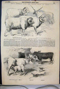Original Old Antique Print 1856 Prize Animals Cattle Show Paris Sheep Cow Calf