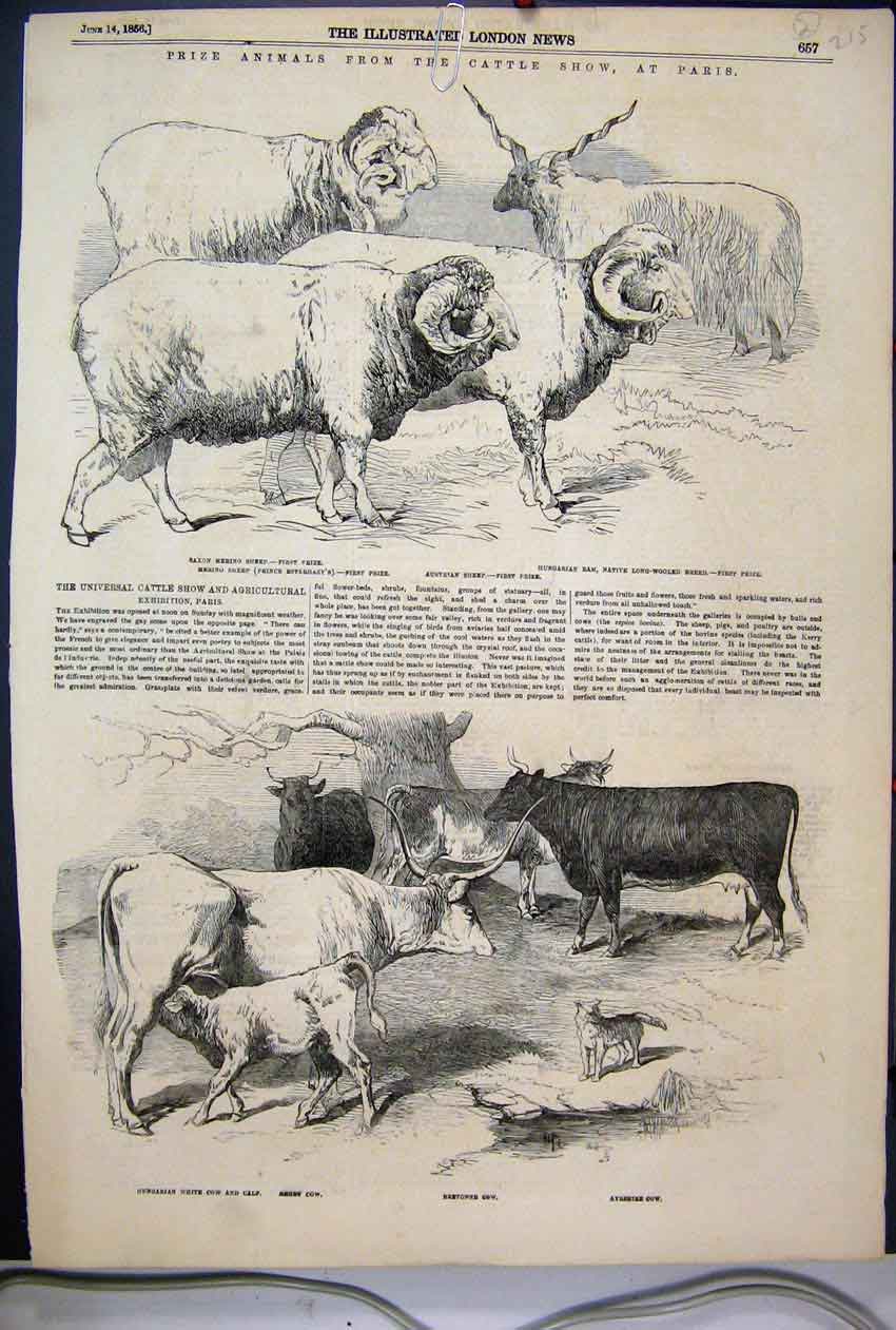 Original Old Antique Print 1856 Prize Animals Cattle Show Paris Sheep Cow Calf