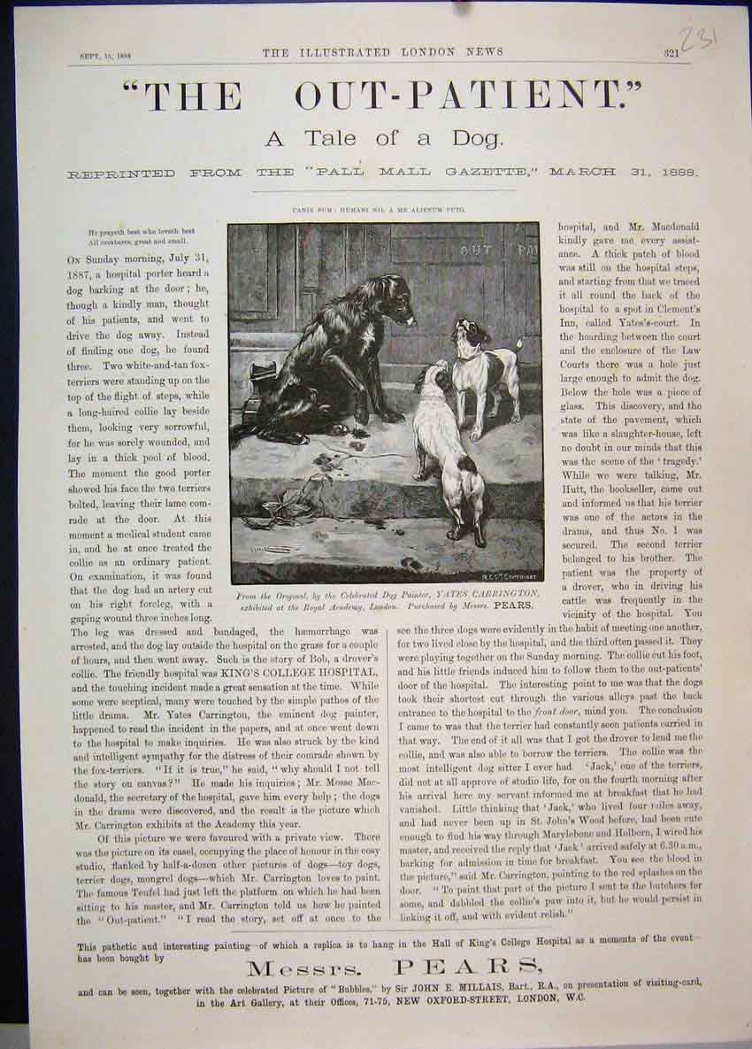 Original Old Antique Print 1888 Dogs Messrs Pears Out Patient College Hospital