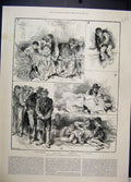 Original Old Antique Print 1880 Zoological Gardens Goatee Beard Marabou Owl
