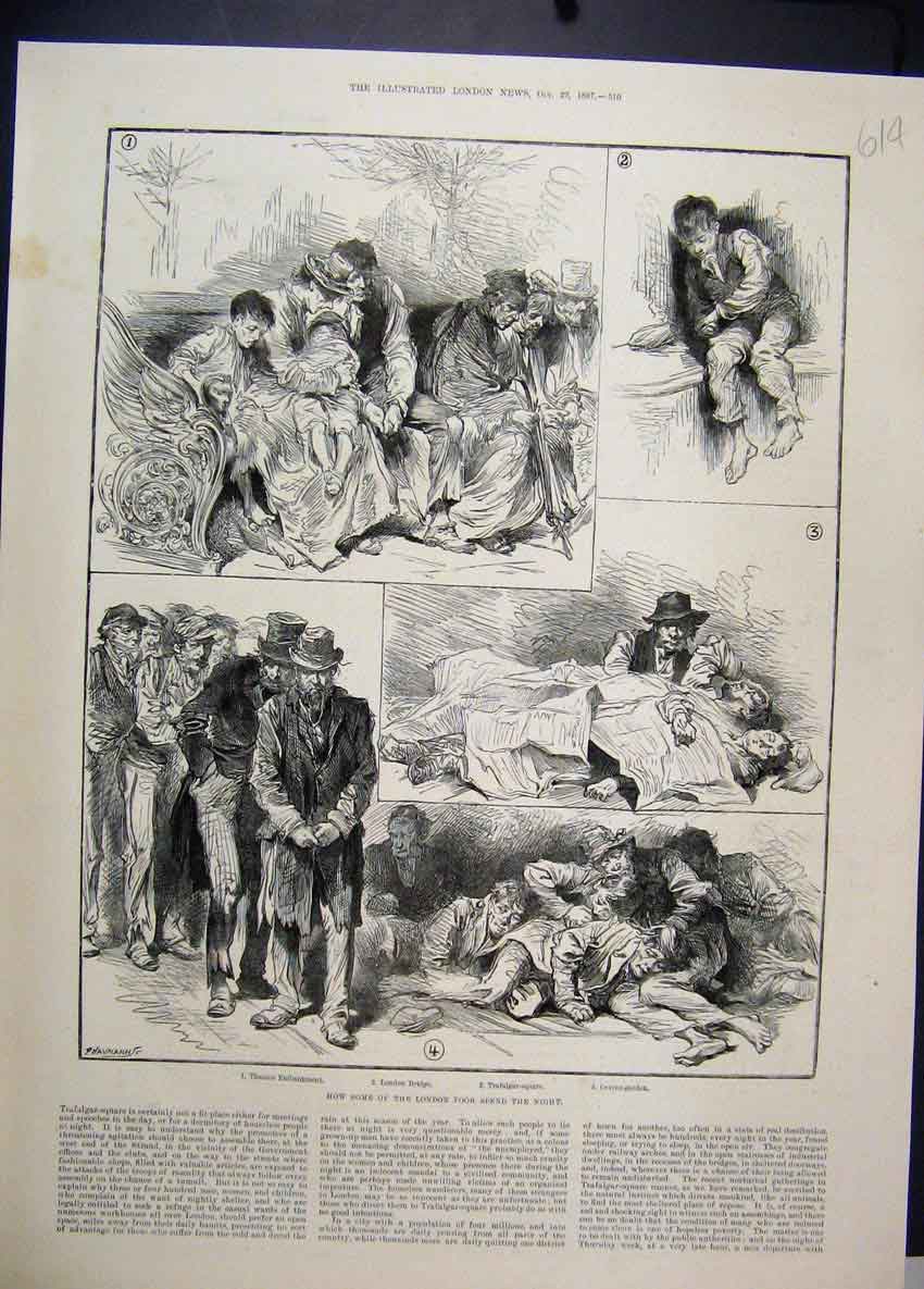 Original Old Antique Print 1880 Zoological Gardens Goatee Beard Marabou Owl