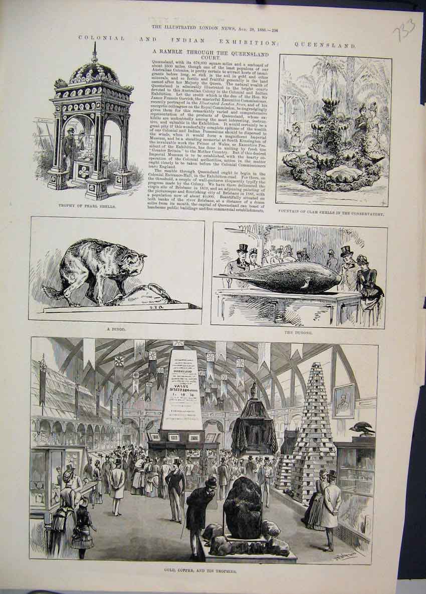 Original Old Antique Print Queensland Exhibition Dingo Trophy Pearl Shells 1886