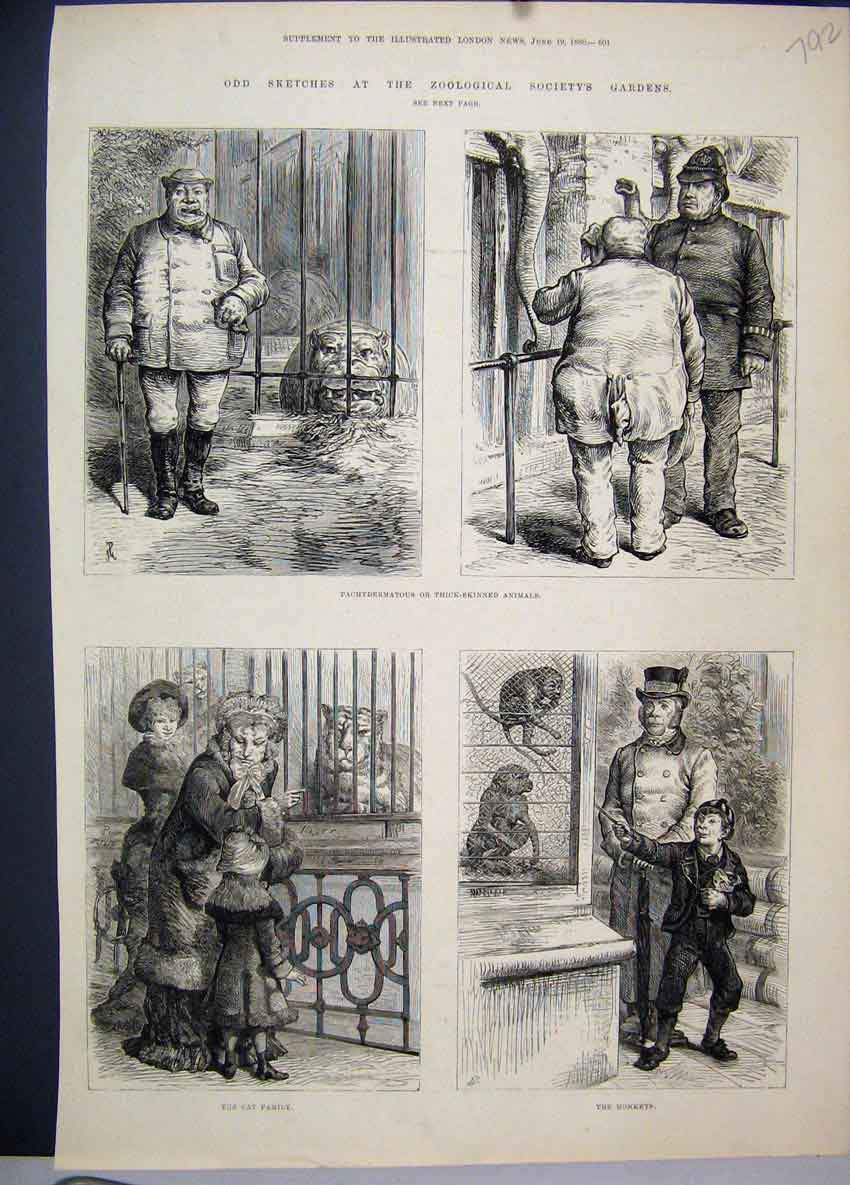 Old Antique Print Zoological Garden Monkey Cat Thick Skinned Animals 1880 19th