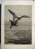 Original Old Antique Print 1871 Falcon Catching Dinner Birds Country Scene