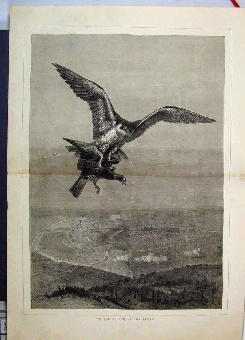 Original Old Antique Print 1871 Falcon Catching Dinner Birds Country Scene