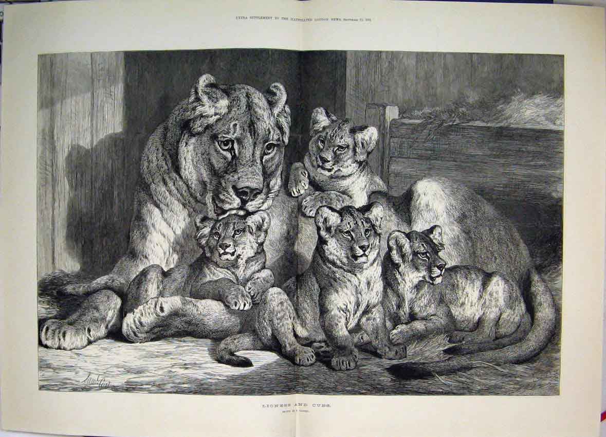 Original Old Antique Print 1881 Lioness And Her Cubs Resting Drawn By Carter