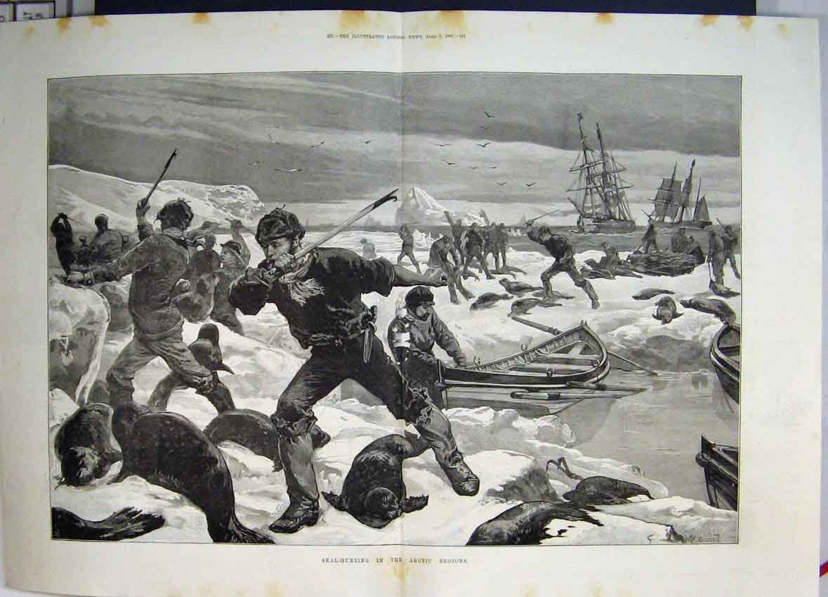 Original Old Antique Print 1887 Seal Hunting Artic Regions Clubbing Pups 19th