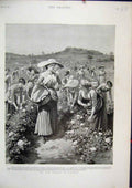 Original Old Antique Print 1894 Women Working Rose Harvest Florence Country