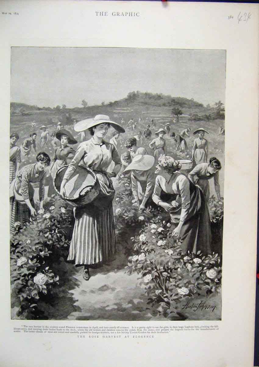 Original Old Antique Print 1894 Women Working Rose Harvest Florence Country