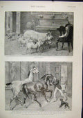 Original Old Antique Print Country House Pigs Cat Chair Horses Man Dog 1895