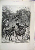 Original Old Antique Print 1891 Women Donkey Horse Carriage Country Scene 19th