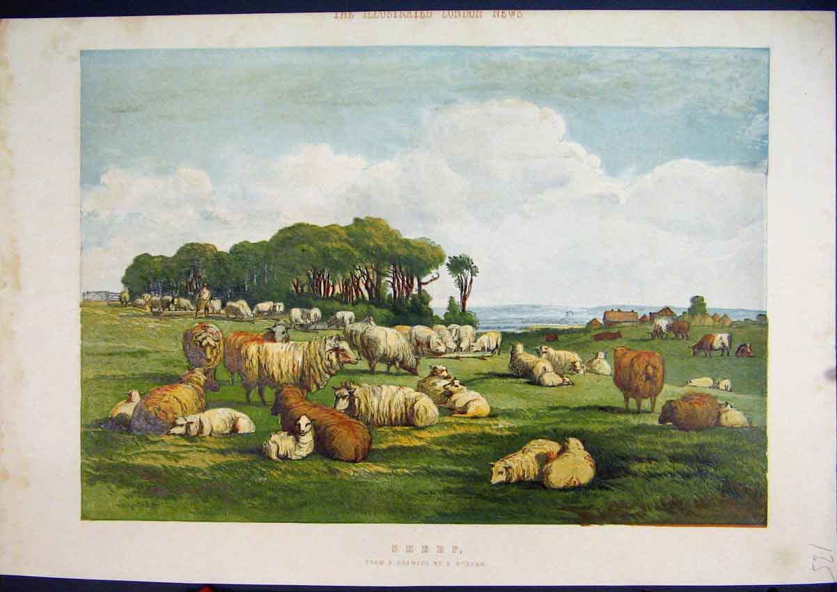 Original Old Antique Print Colour C1850 Sheep Lambs Field Country Scene 19th