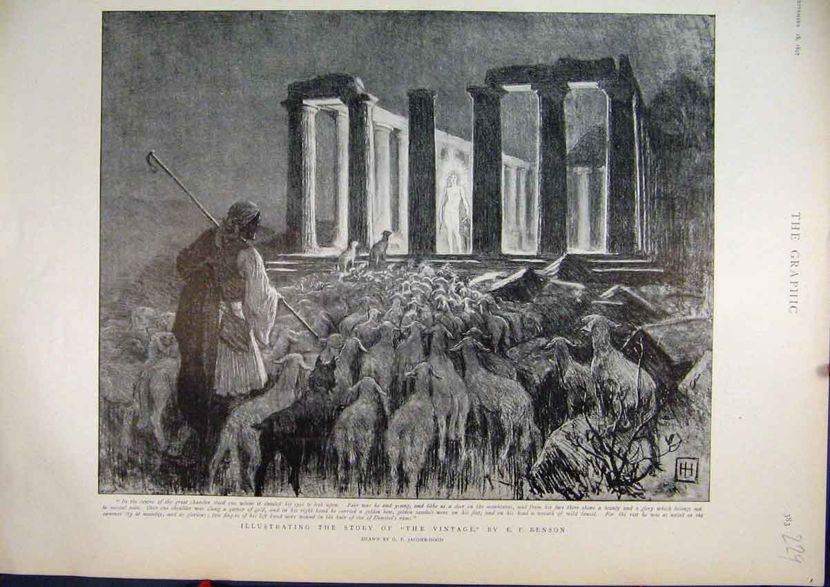 Original Old Antique Print Story 1897 Benson Chamber Sheep 19th