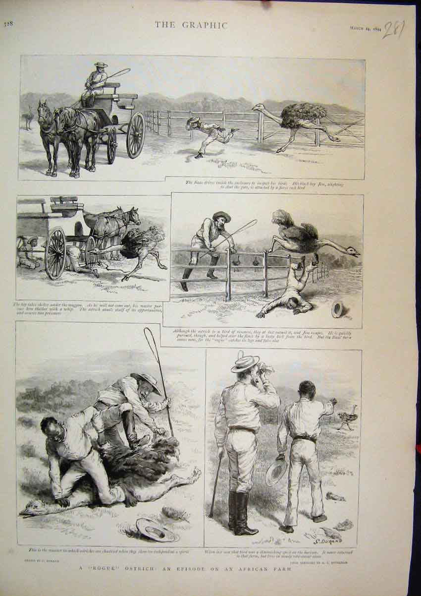 Old Antique Print 1894 Rogue Ostrich African Farm Horse Cart Comedy Scene 19th