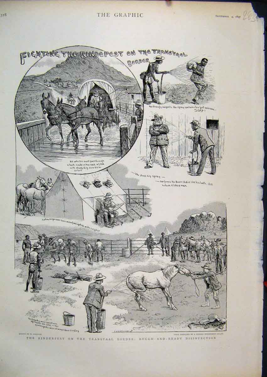 Original Old Antique Print 1897 Rinderpest Transvaal Border Horse Disinfection
