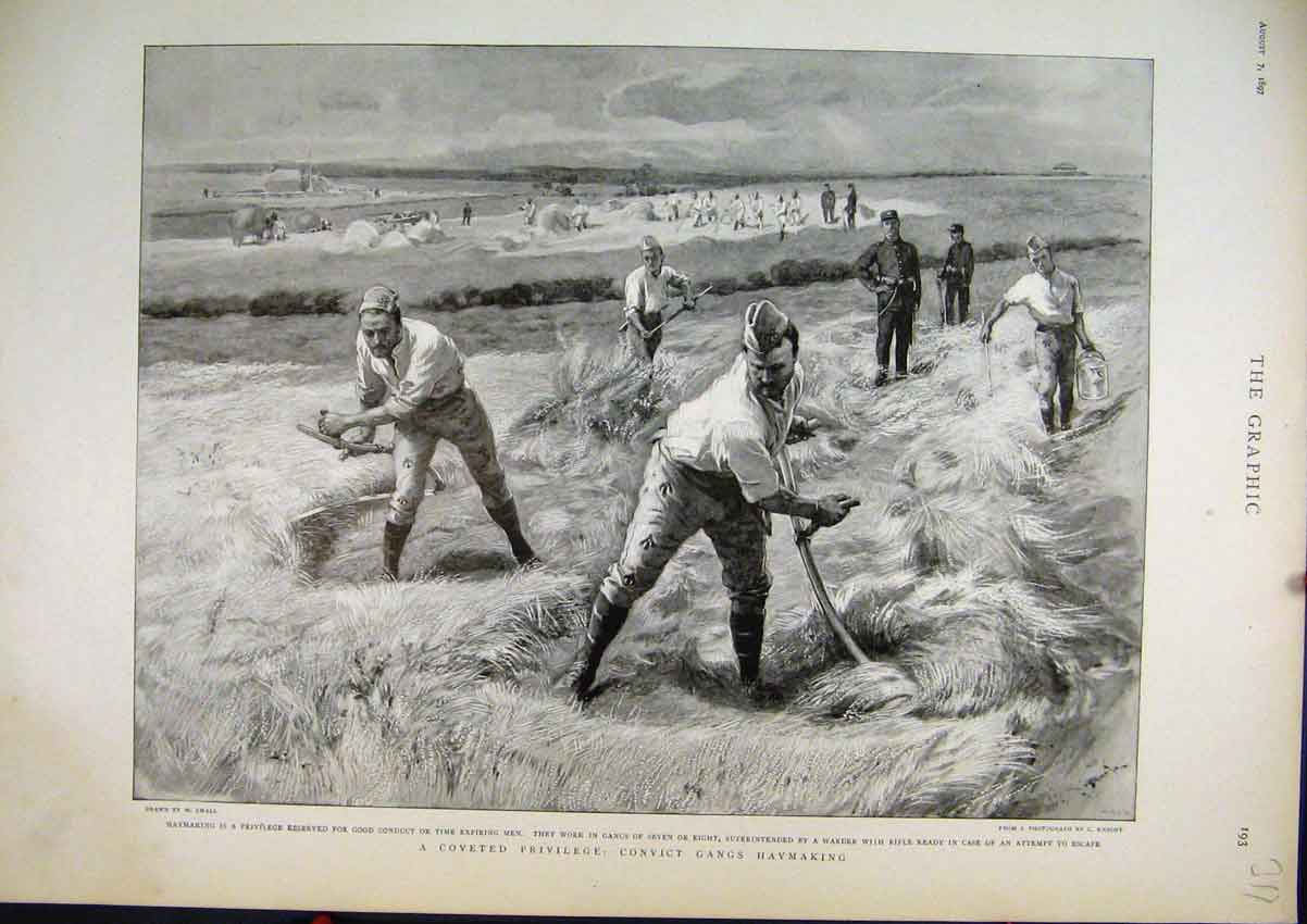 Old Antique Print 1897 Convict Gangs Haymaking Good Conduct Field Working 19th