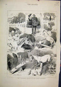 Original Old Antique Print 18831883 Broncho Horses Royal Aquarium Nettle Tricks