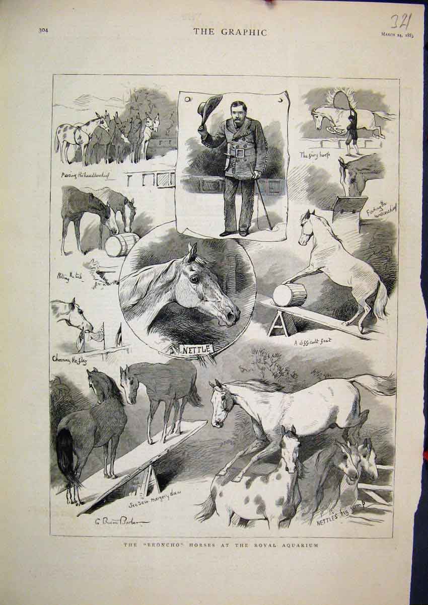 Original Old Antique Print 18831883 Broncho Horses Royal Aquarium Nettle Tricks