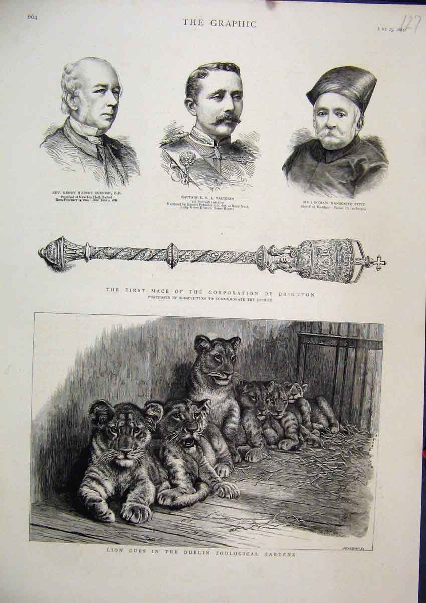 Old Antique Print 1887 Lion Cubs Dublin Zoological Gardens Mace Brighton 19th