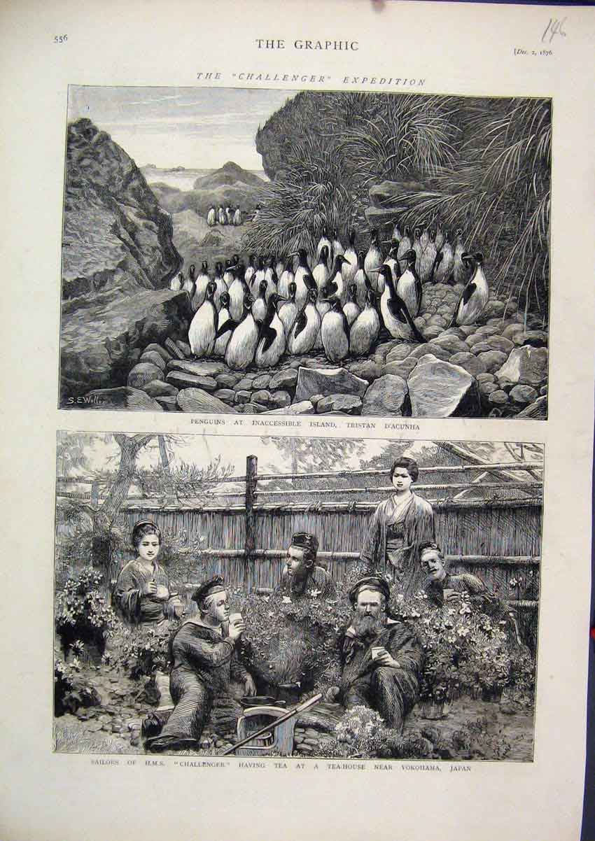 Original Old Antique Print 1876 Challenger Expedition Penguins Tristan Sailors