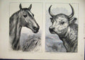 Original Old Antique Print 1872 Ronald Lord Cardigan Balaclava Horse Wild Bull