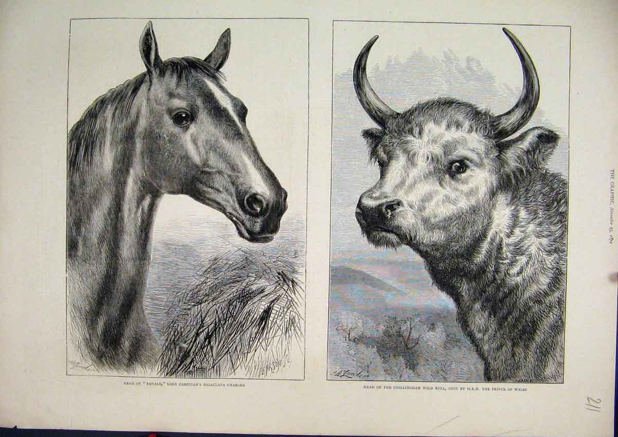 Original Old Antique Print 1872 Ronald Lord Cardigan Balaclava Horse Wild Bull
