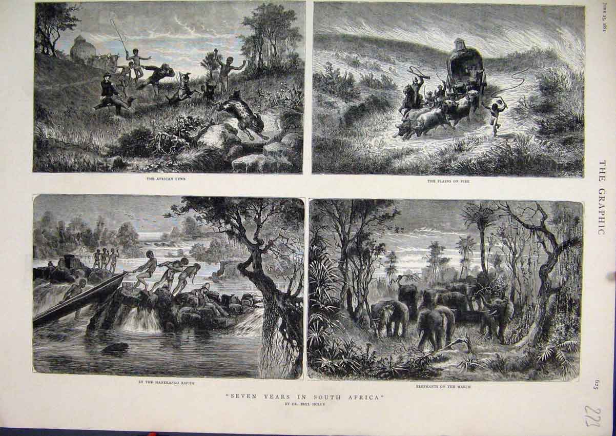 Old Antique Print 1881 South Africa Lynx Plains Fire Elephants Manekango 19th