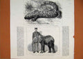 Original Old Antique Print 1882 Young African Elephant Poisonous Lizard Mexico