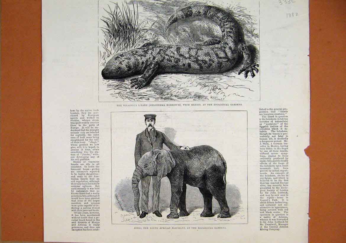 Original Old Antique Print 1882 Young African Elephant Poisonous Lizard Mexico