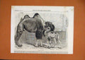 Original Old Antique Print 1864 Camel Baby Prince Wales Livery Stables Connor