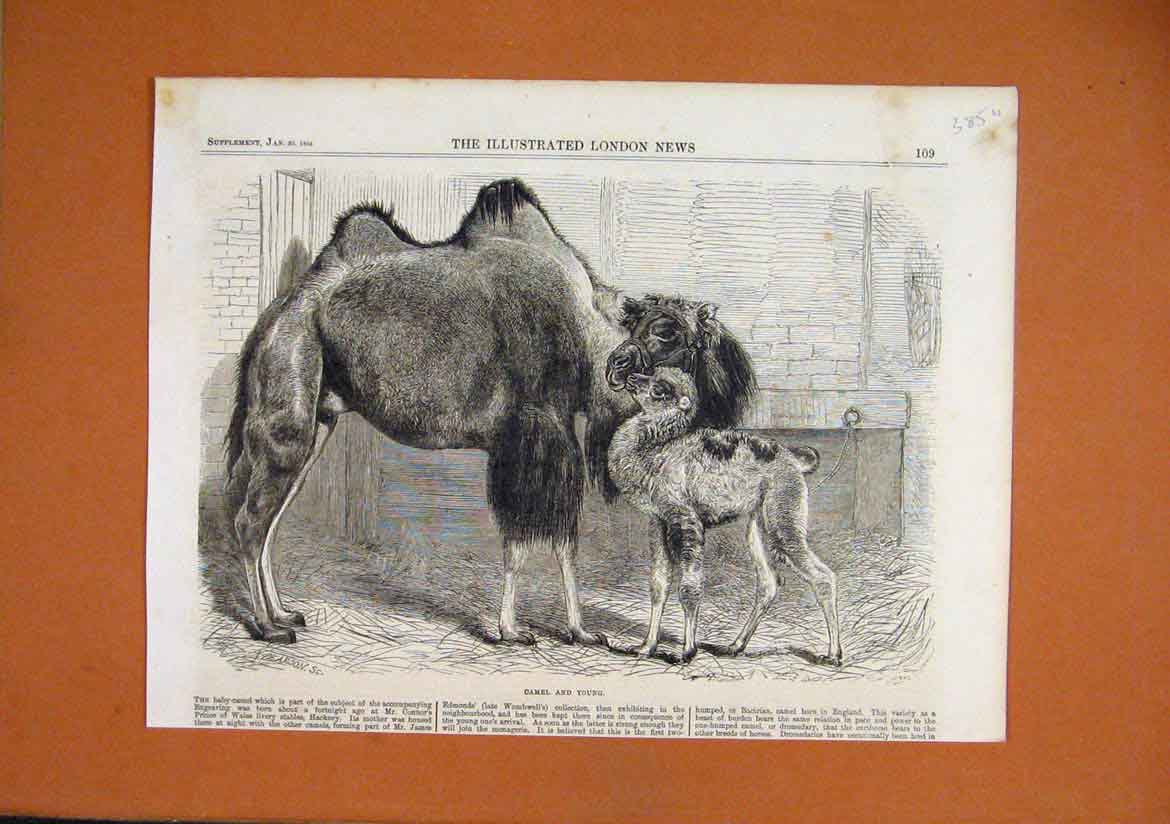 Original Old Antique Print 1864 Camel Baby Prince Wales Livery Stables Connor