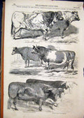 Original Old Antique Print 1851 Prize Cattle Agricultural Show Windsor Animals