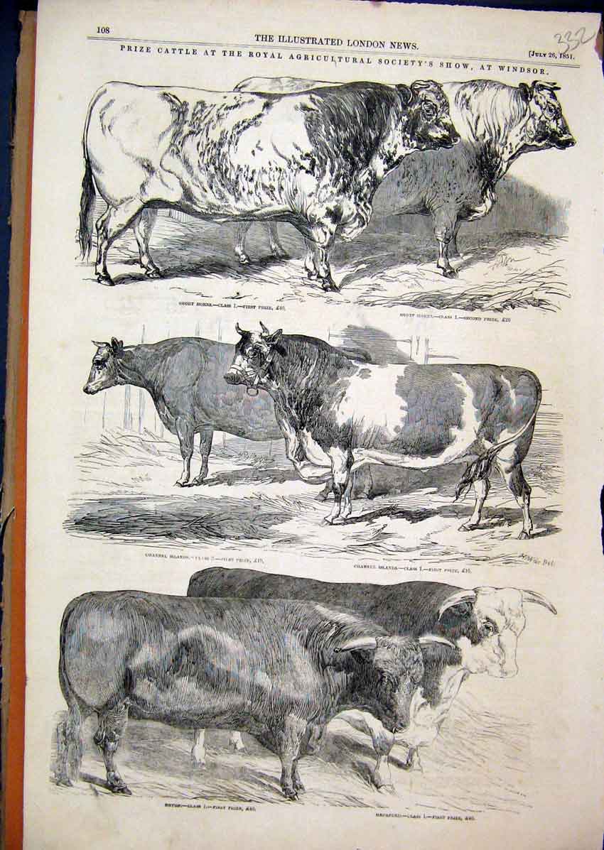 Original Old Antique Print 1851 Prize Cattle Agricultural Show Windsor Animals