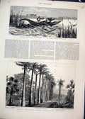 Old Antique Print Palm Trees Botanic Garden Mauritius 1881 Alligator Pool 19th