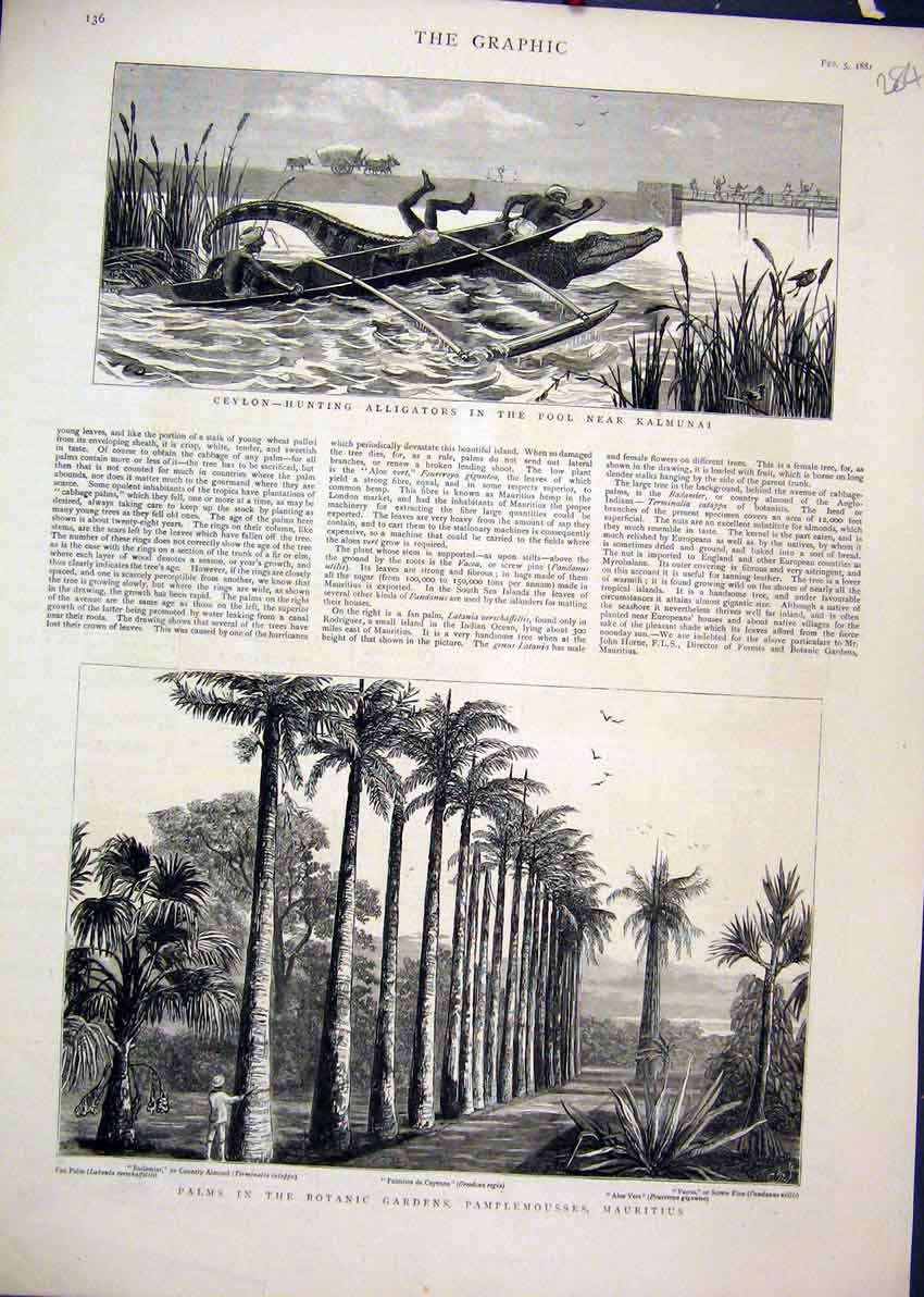 Old Antique Print Palm Trees Botanic Garden Mauritius 1881 Alligator Pool 19th