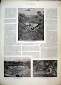 Original Old Antique Print 1897 Gardens Residency Zomba Papyrus Marsh Storks