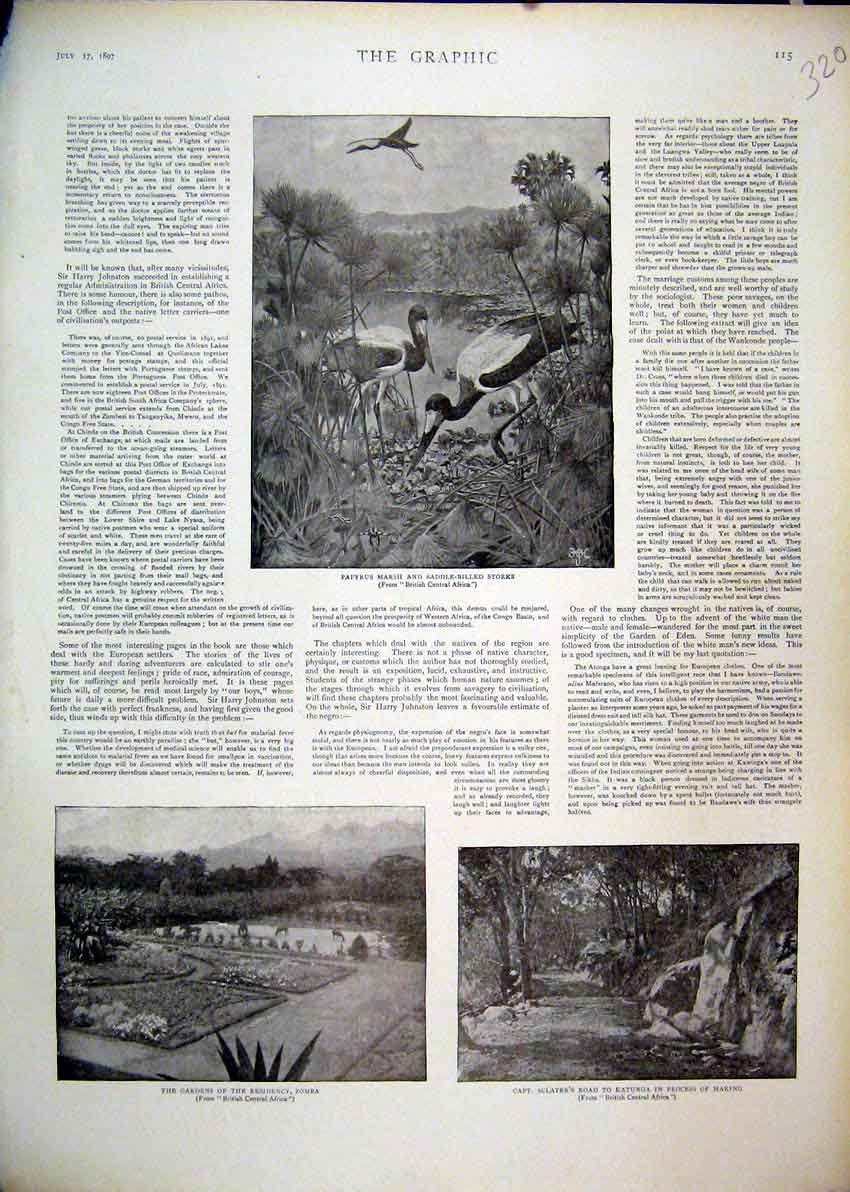 Original Old Antique Print 1897 Gardens Residency Zomba Papyrus Marsh Storks