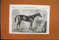 Original Old Antique Print 1886 The Duke Racehorse Winner Goodwood Brighton Cup