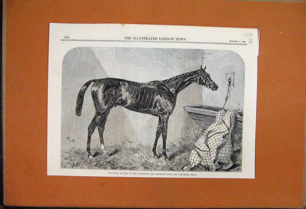 Original Old Antique Print 1886 The Duke Racehorse Winner Goodwood Brighton Cup
